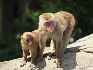 fotografia, material, livra, ajardine, imagine, proveja fotografia,Sociedades-macaco, Curioso, Macacos, Macaco de neve, Macaco