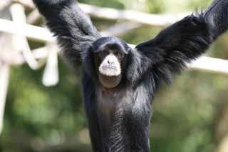 ,,, ,,,Siamang, , ., , . Syndactylus