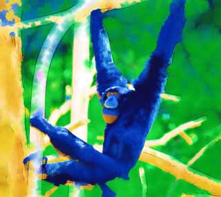 Illust, materieel, vrij, landschap, schilderstuk, schilderstuk, kleuren potlood, crayon, werkje,Siamang, Benieuwd, Apen, SHIAMAN, S. syndactylus