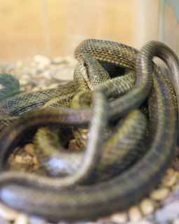 photo,material,free,landscape,picture,stock photo,Creative Commons,Japanese Rat Snake, Snake, , , Reptile