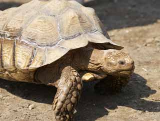 photo, la matire, libre, amnage, dcrivez, photo de la rserve,Tortue sillonne, Tortues de terre, Tortue, Tortue gante, Coquille