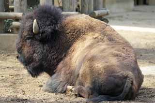 photo,material,free,landscape,picture,stock photo,Creative Commons,American bison, Artiodactyla, Buffalo, Bison, 