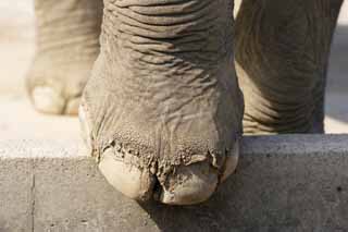 Foto, materieel, vrij, landschap, schilderstuk, bevoorraden foto,Aziatische olifant de mond, Ht Olifants, Olifants, , Lange neus