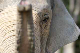 photo,material,free,landscape,picture,stock photo,Creative Commons,Asian elephant, The Elephant, Elephant, Elephant, Long nose