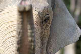 Foto, materieel, vrij, landschap, schilderstuk, bevoorraden foto,Aziatische olifant, Ht Olifants, Olifants, , Lange neus