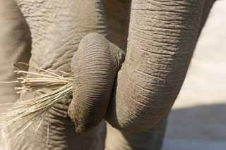 photo,material,free,landscape,picture,stock photo,Creative Commons,Asian elephant's nose clean, The Elephant, Elephant, Elephant, Long nose