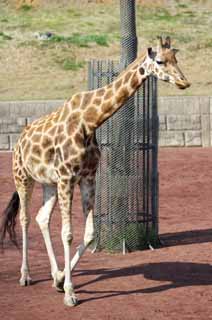 photo,material,free,landscape,picture,stock photo,Creative Commons,Reticulatad giraffe, Wonder, Giraffe, Kylin, Long neck