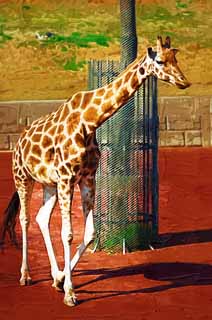 Illust, materieel, vrij, landschap, schilderstuk, schilderstuk, kleuren potlood, crayon, werkje,Reticulatad giraffe, Wonder, Giraffe, Kylin, Lange nek