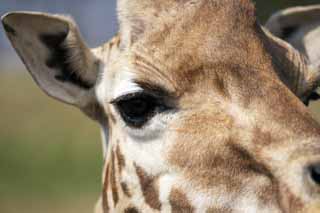 photo,material,free,landscape,picture,stock photo,Creative Commons,Reticulatad giraffe's eyes, Wonder, Giraffe, Kylin, Long neck