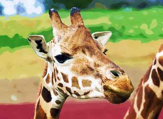 illust, , , , , ,  ,  , .,Reticulatad , , Giraffe, Kylin,  