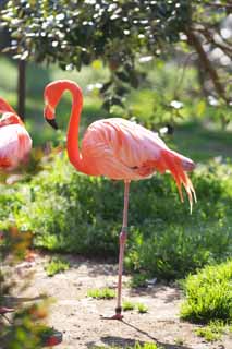 Foto, materiell, befreit, Landschaft, Bild, hat Foto auf Lager,Ein Flamingo, Flamingo, Ein Bein, Salzen Sie See, Purpurrot