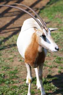 photo, la matire, libre, amnage, dcrivez, photo de la rserve,Oryx Scimitar, Orix, Paissant animal, Tsunoda, Antilope