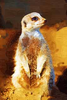 illust, , , , , ,  ,  , .,Meerkat, , TIMON, Meerkat,  