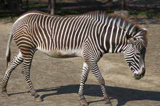 photo,material,free,landscape,picture,stock photo,Creative Commons,Grevy's zebra, Zebra, , Grazing animal, Striped