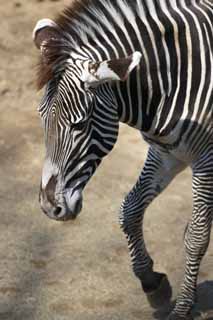 Foto, materieel, vrij, landschap, schilderstuk, bevoorraden foto,Grevyzebra, Zebra, , Grazende beest, Gestreept