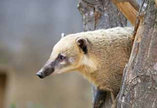 Foto, materiell, befreit, Landschaft, Bild, hat Foto auf Lager,Nasua nasua, Waschbr, Die Nase des Bren, Coati, Das Flieen von Schwanz