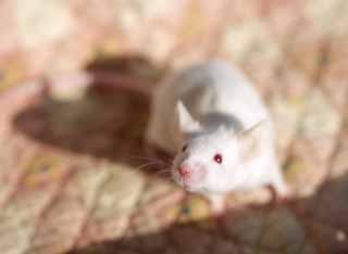 photo,material,free,landscape,picture,stock photo,Creative Commons,Mus musculus, Mouse, Rat, Mouse, 