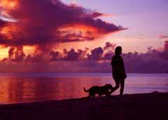 fotografia, materiale, libero il panorama, dipinga, fotografia di scorta,Cammini di sera, sole che mette, nube, cane, mare