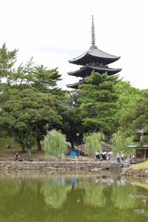 Foto, materiell, befreit, Landschaft, Bild, hat Foto auf Lager,Ein Teich von Sarusawa, Weide, Teich, Nara-koen-Park, Touristenattraktion