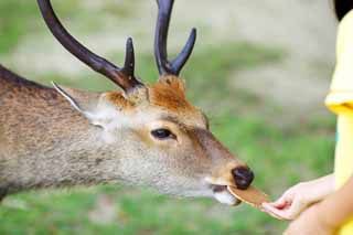 photo, la matire, libre, amnage, dcrivez, photo de la rserve,Un biscuit sal du riz du cerf, , cerf, nourrir, biscuit sal du riz du cerf