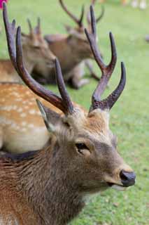 photo,material,free,landscape,picture,stock photo,Creative Commons,A deer of Nara, , deer, deer, horn