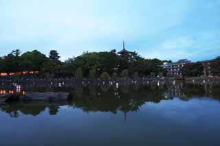 fotografia, material, livra, ajardine, imagine, proveja fotografia,Uma lagoa de Sarusawa, salgueiro, lagoa, Nara-koen estacionam, atrao turstica