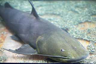 fotografia, materiale, libero il panorama, dipinga, fotografia di scorta,Un pesce in Amazzone, pesce gatto, La giungla, pesce di acqua dolce, 