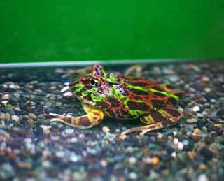 photo,material,free,landscape,picture,stock photo,Creative Commons,Flog, The tropical zone, The jungle, frog, frog
