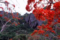 fotografia, materiale, libero il panorama, dipinga, fotografia di scorta,Rosso del dolore, fiore, blu, , 