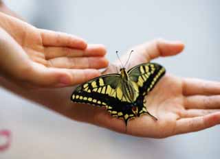 photo,material,free,landscape,picture,stock photo,Creative Commons,Play with a common yellow swallowtail, common yellow swallowtail, swallowtail butterfly, swallowtail butterfly, feather