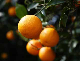 photo,material,free,landscape,picture,stock photo,Creative Commons,A hassaku orange, Citrus fruits, , Fruit, mandarin orange