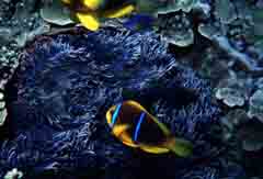 photo,material,free,landscape,picture,stock photo,Creative Commons,Anemone fish, fish, blue, , 