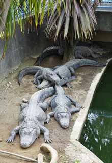 , , , , ,  ., crocodile, crocodile, , , 