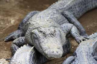 photo,material,free,landscape,picture,stock photo,Creative Commons,Mississippi crocodile, crocodile, , , Reptiles