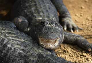 Foto, materieel, vrij, landschap, schilderstuk, bevoorraden foto,De dreiging van de krokodil, Krokodil, , , Reptielen