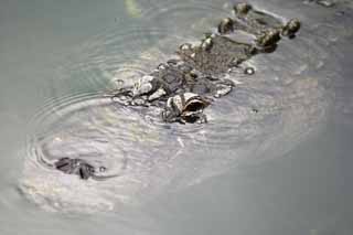 photo, la matire, libre, amnage, dcrivez, photo de la rserve,Le but tranquille du crocodile, crocodile, , , Reptiles