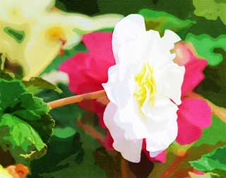 illustration,material,free,landscape,picture,painting,color pencil,crayon,drawing,A white begonia, begonia, bulb-related begonia, petal, The tropical zone