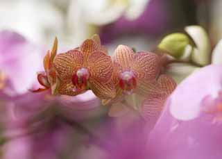 Foto, materieel, vrij, landschap, schilderstuk, bevoorraden foto,Orchidee graminifolia, Een orchidee, , , Orchidee graminifolia