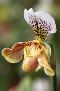 Foto, materiell, befreit, Landschaft, Bild, hat Foto auf Lager,Paphiopedilum, Eine Orchidee, , , 