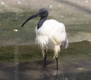 photo,material,free,landscape,picture,stock photo,Creative Commons,A black Japanese crested ibis, wild bird, waterside, migratory bird, bill