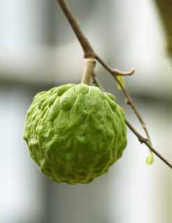 photo,material,free,landscape,picture,stock photo,Creative Commons,Sweetsop, Flesh of fruit, Fruit, Fruit, Food