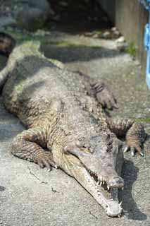 , , , , ,  ., -snouted crocodile, crocodile, , , 