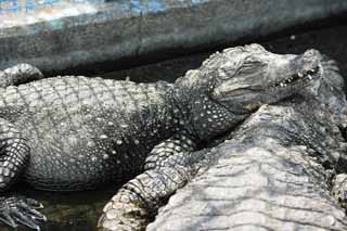 photo, la matire, libre, amnage, dcrivez, photo de la rserve,Un crocodile du somme, crocodile, , , Reptiles