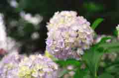 Foto, materieel, vrij, landschap, schilderstuk, bevoorraden foto,Hydrangea bloemen, Blanke, , , 