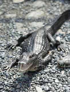 Foto, materiell, befreit, Landschaft, Bild, hat Foto auf Lager,Cobi Tokay-Mann, Krokodil, , , Reptilien