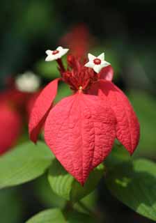 fotografia, materiale, libero il panorama, dipinga, fotografia di scorta,Un fiorellino tropicale, fiore bianco, La zona tropicale, Tropicale, poinsettia