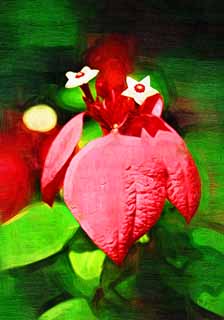 illust,tela,gratis,paisaje,fotografa,idea,pintura,Lpiz de color,dibujo,Un floret tropical, Flor blanca, La zona tropical, Tropical, Flores de pascuaes