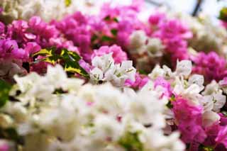 Foto, materiell, befreit, Landschaft, Bild, hat Foto auf Lager,Ein bougainvillaea, bougainvillaea, Die tropische Zone, Tropisch, Ich bin prchtig