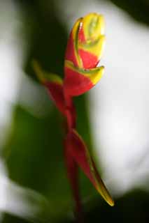 foto,tela,gratis,paisaje,fotografa,idea,Heliconia de ROSUTORATA, Rojo, La zona tropical, Tropical, Soy precioso