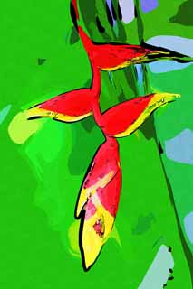 ,,, ,,,   , ,.  

heliconia., .,  ., ,  .